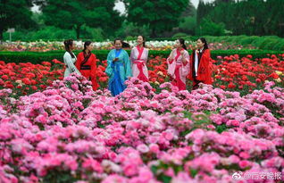 月季花仙子采花献王母