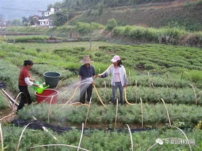 影响施肥量的因素