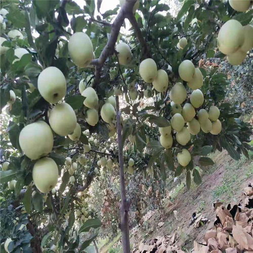 苹果树苗种植的乐趣之旅