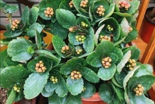 秋季换盆， 新土新生活