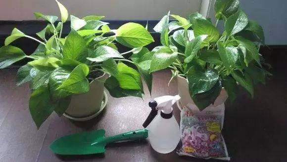 绿萝浇水有讲究！绿萝多久浇一次水你知道吗