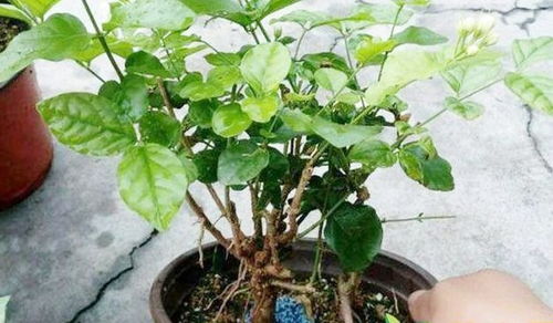 施肥？冬天别手欠！