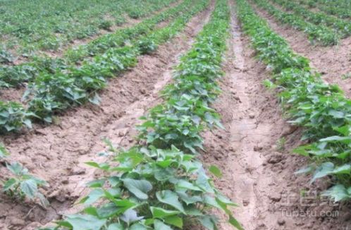 如何Zuo到每天者阝可依浇水