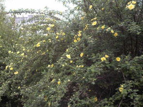 视频里的美景：开黄花灌木大观园