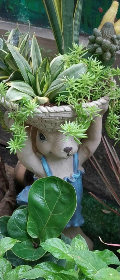 电脑宝宝植物图鉴，治愈系瞬间藏匿何处