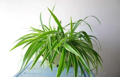 吊兰：绿色净化器， 吸毒小嫩手