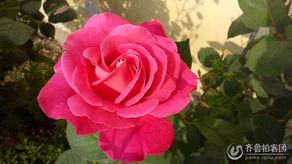 花开如梦， 美丽至极