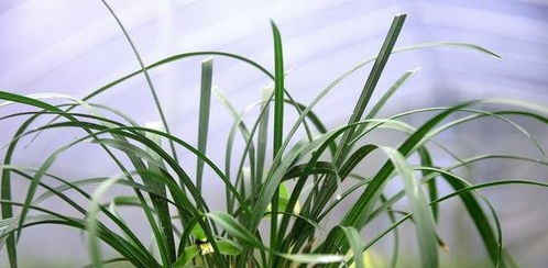 兰花种植季节选择