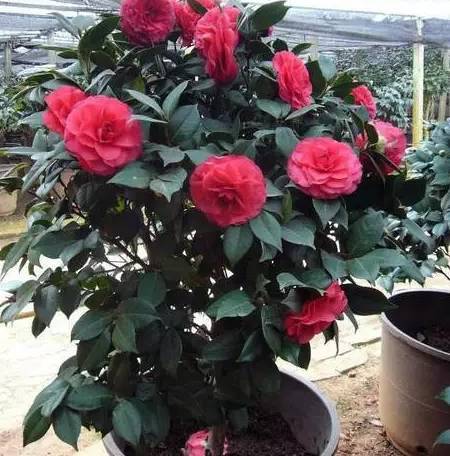 食醋养月季，效果到底怎么样？