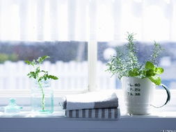 植物健康，水分和养分要平衡