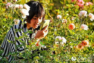 云南高原玫瑰， 花海中的奇迹