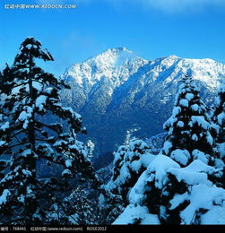 雪松树图片大全欣赏