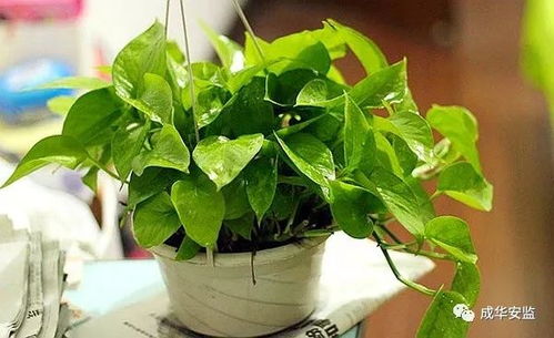 绿萝的形态与生长环境