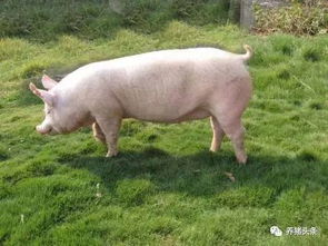 群养母猪跛足率Neng否反超单栏，荷兰20年经验Neng否逆转？
