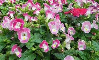 这种花叫Zuo矮牵牛