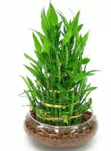 竹子盆栽的禅意呵护