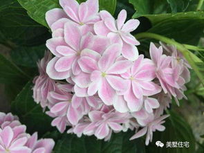 大花萱草：耐寒耐旱， 皮实好养