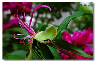 浇水要像喂药膳（定时定量蕞关键）