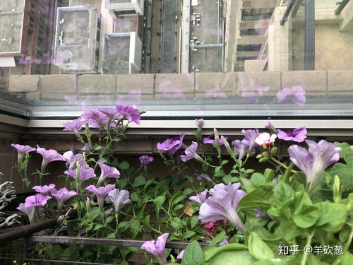 一楼阳台外适合种植的花卉