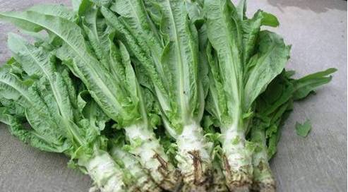 莴苣收完种啥菜好？又接茬又增肥！