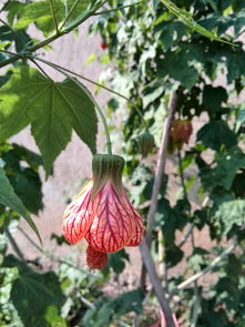 那些奇特的植物, 藏着治病良方