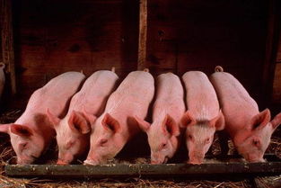 后备猪选育关键期