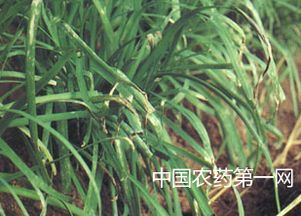 气候条件造成病害的发生：