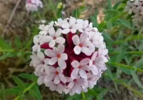 梅雨季草本花种植：全军覆没还是生机勃勃？