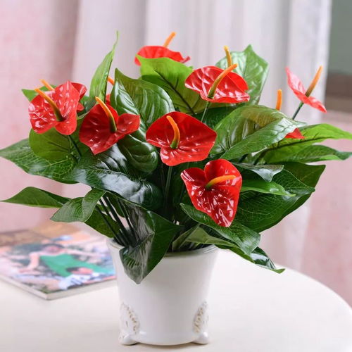 红掌花（炽热绽放的红掌花）适合在室内养护吗