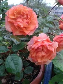 柯德娜月季， 花中的小精灵