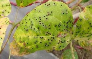 刺蛾虫害对农作物的影响