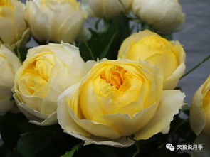 微型月季的缤纷世界