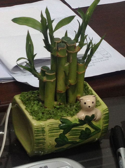 竹子做花盆，如何巧妙拆分