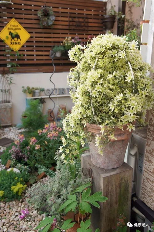 哎呀，还有梗神奇的组合呢