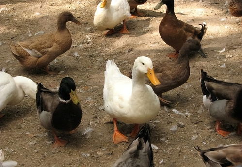 一、 养鸡鸭牛羊，草儿自动消失