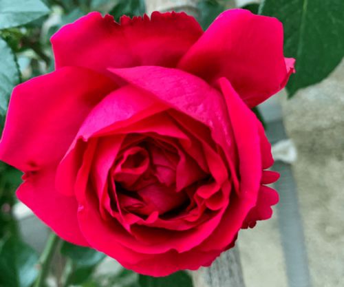 真彩230月季， 色彩丰富