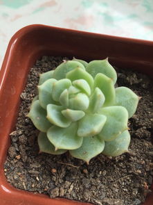 方法一：修剪病叶