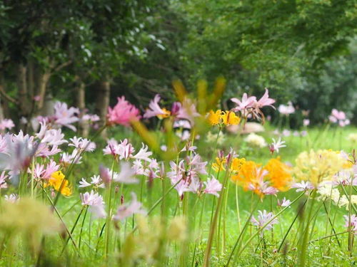 九月的花朵盛宴：探索哪种花在9月盛开