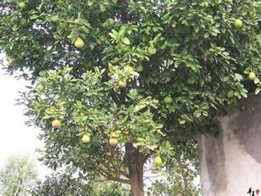 红木香花的种植小窍门