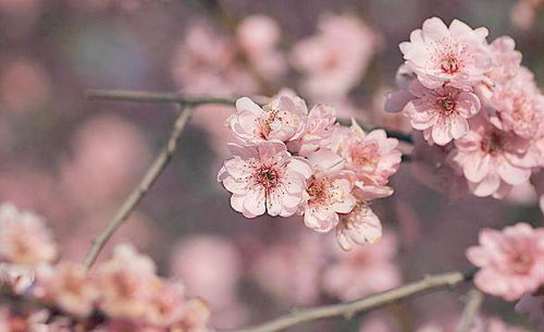 冬日里的花语：寒冷地区种植指南