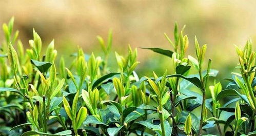 安溪德峰茶叶价格一览：马坑剑兰茶罐装多少钱？