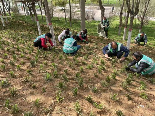 浇水篇：适量浇水，避免积水