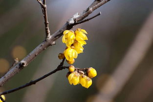 庭院全年飘香：选择素心腊梅