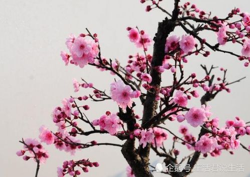 “梅花枝繁，如何修剪