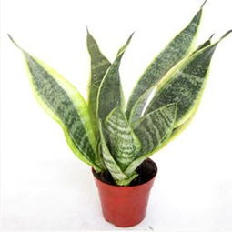 现代商业和服务业中的绿植租摆