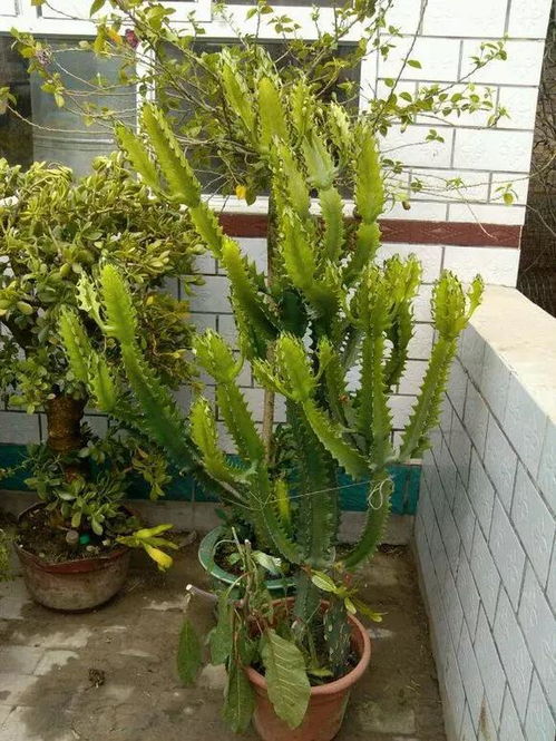 耐旱植物的种植要点