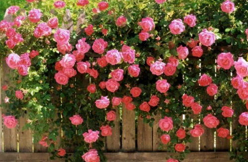 藤本月季的修剪