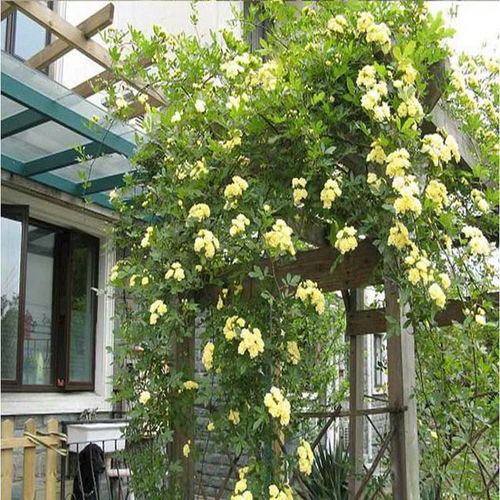 露台种花， 选对品种，美得不用操心