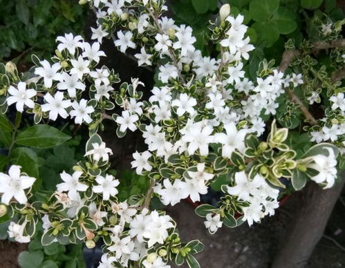 白花树，夏日里的清凉使者