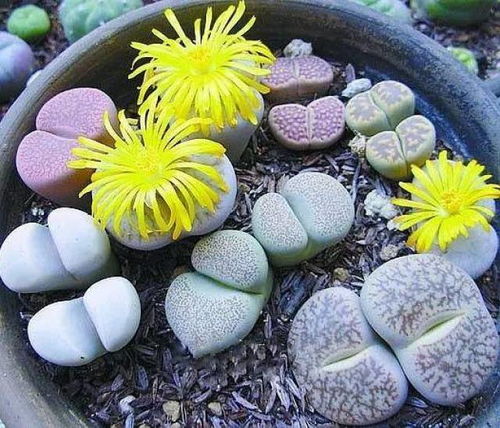 屁股花腐烂，是何原因导致